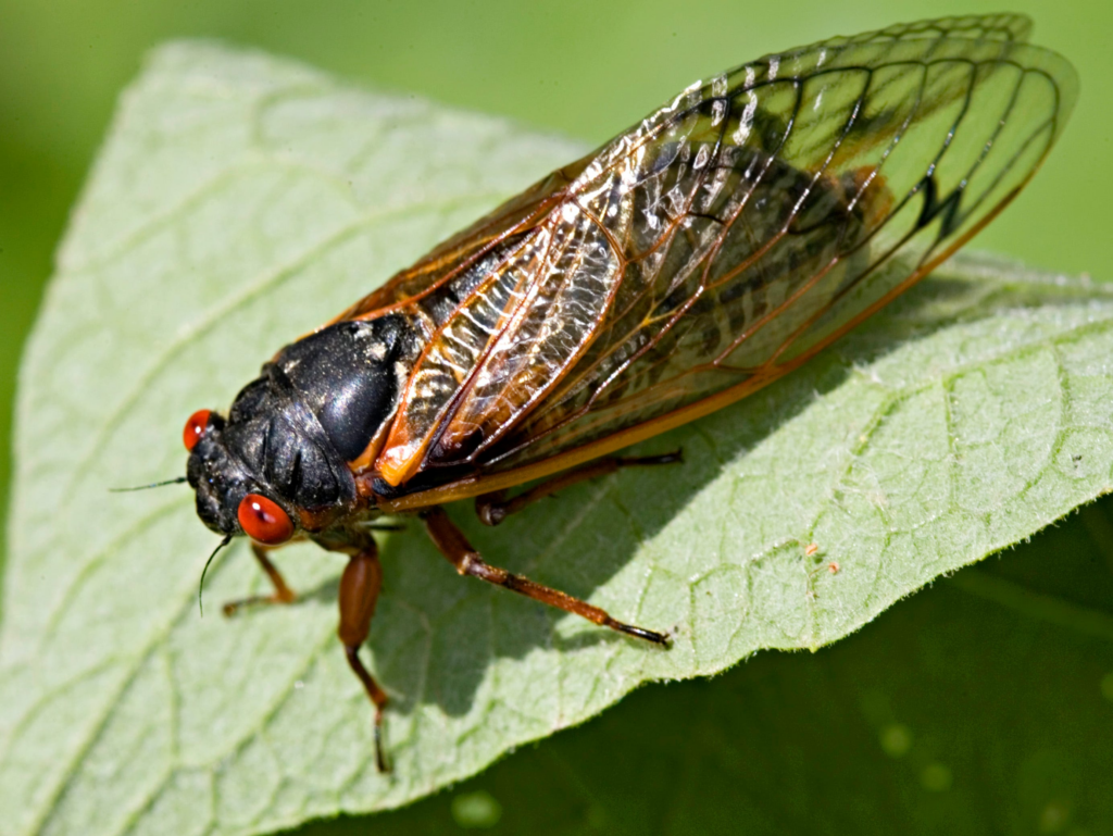 cicadas in Lake Geneva, WI